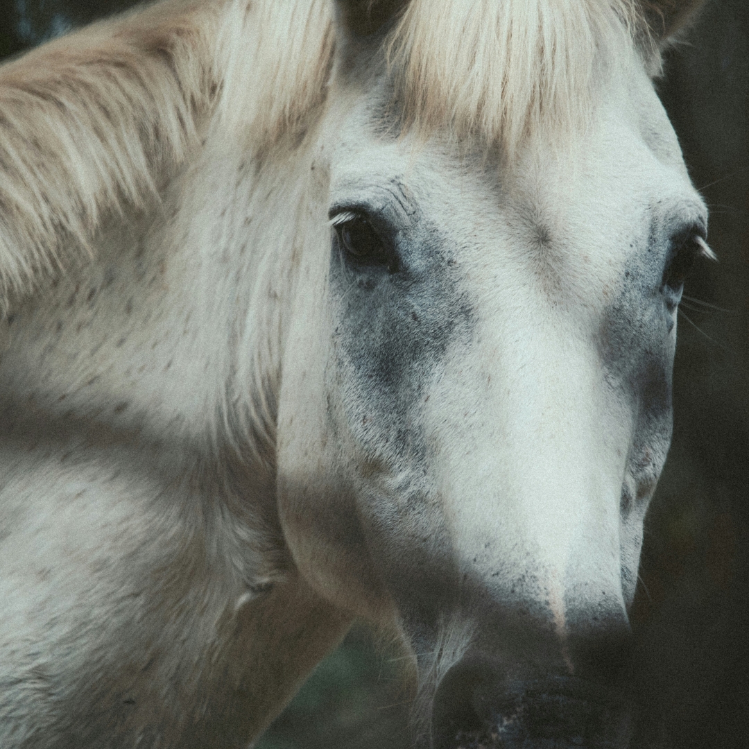 Krmivo pre kone bez cukru - áno alebo nie